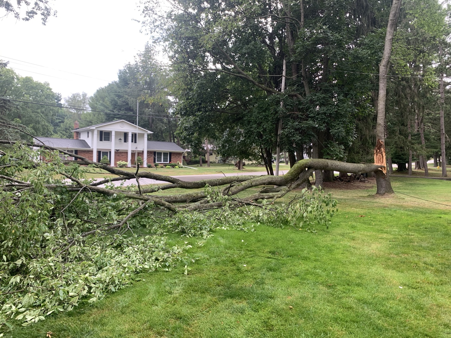 Large fallen tree and storm cleanup