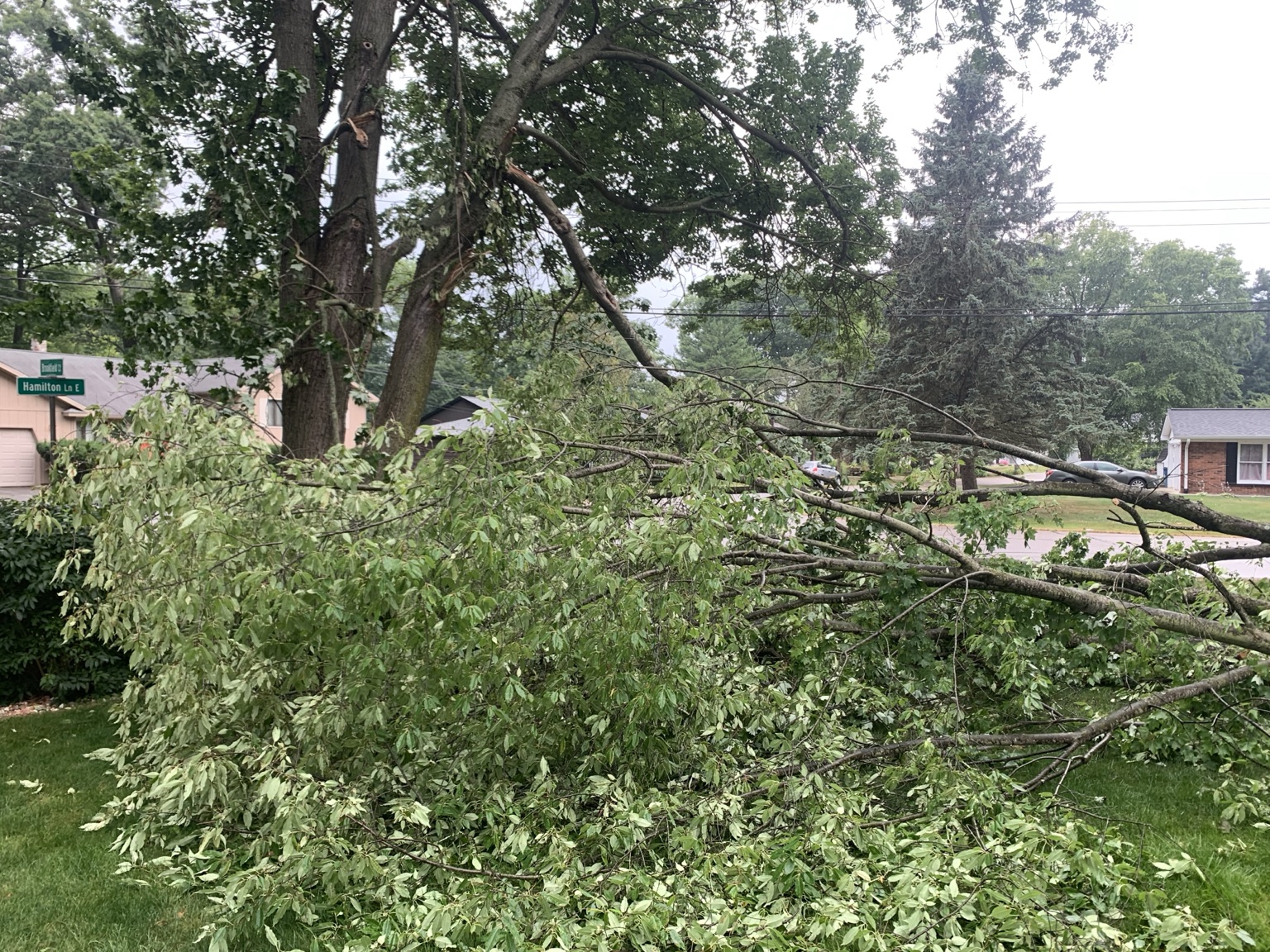 Large broken tree limbs after storm damage