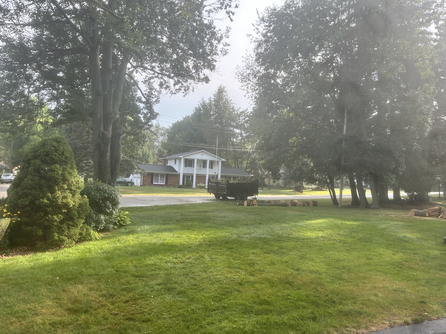 Tree removal and logs on residential property